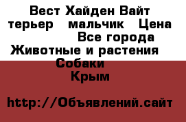 Вест Хайден Вайт терьер - мальчик › Цена ­ 35 000 - Все города Животные и растения » Собаки   . Крым